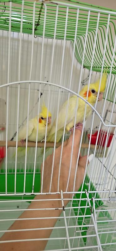 erkək inək: Təmiz qan qırmızıgöz (Lutino) Korella balası satılır. 3 aylıq erkək — 3