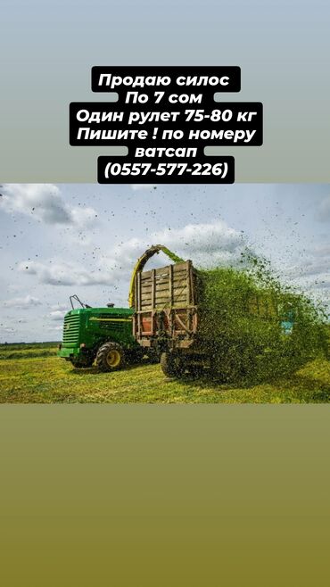 А/ч жаныбарлары үчүн тоюттар: Силос в рулетах. - Масса одного рулета: 75–80 кг - Цена: 7 сом