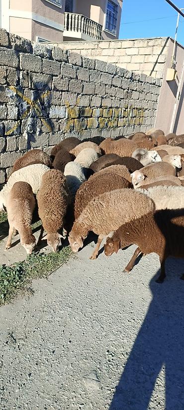 Qoyunlar, qoçlar: Salam aleyküm quzlar 220 mantdan 350 manata kimi qiymeti deyişir — 1