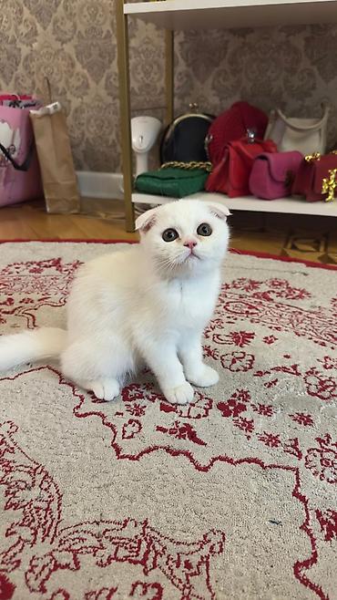 Кошки: Шотландская вислоухая — 2