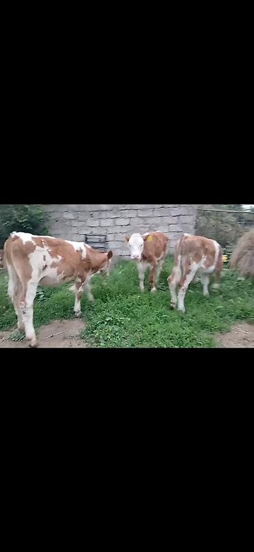 Dana, buzov: Satışda: simmental tipli erkək buzovlar - Rəng: ağ-qəhvəyi ləkəli - — 2