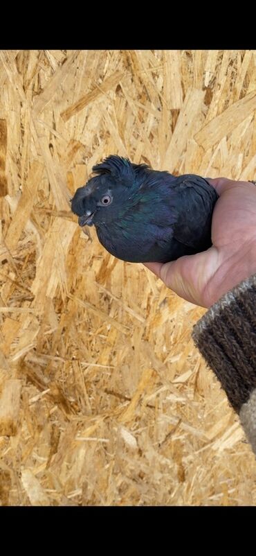 персидская короткошерстная кошка: Две самки молодых на игру 4000 тыс за обоих