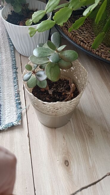 rukavice za pranje sudova: Drvo za pare . krsula