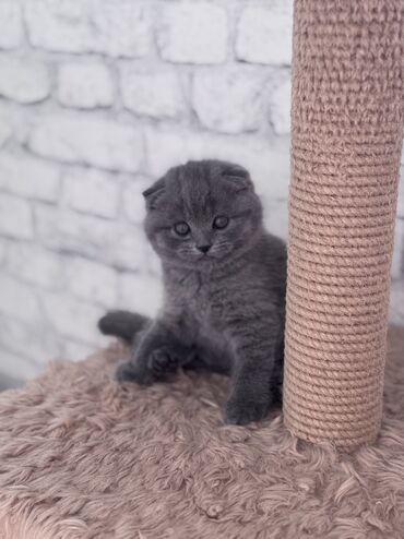 бурманская короткошерстная кошка: Скотиш Фолд (Шотландская вислоухая), 2 месяца, Мальчик, Голубой, С документами