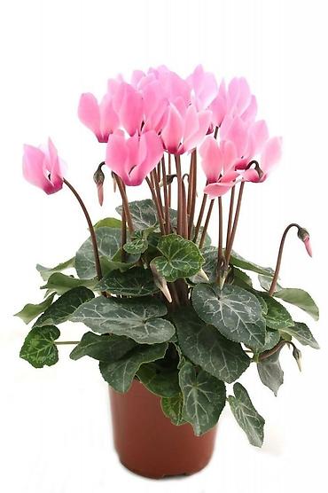 Фиалки и глоксинии: Продаю только оптом цветы из Узбекистана.глоксинии фикусы — 20