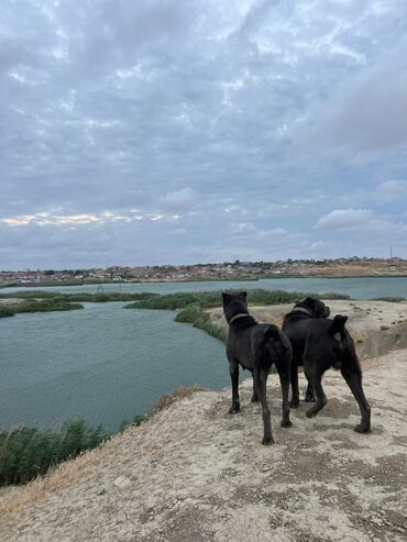 İtlər: Kane-Korso, 2 il, Erkek, Peyvəndli, Ünvandan götürmə — 15