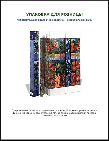 куплю черешню оптом: Саженцы вишни и черешни, опт Саженцы с открытой корневой системой — 7