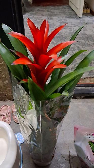 Гузмания (Guzmania) в горшке - Эффектное комнатное растение из