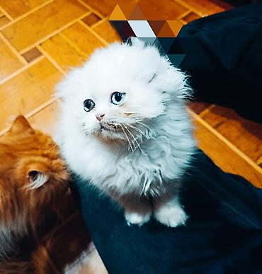 Кошки: Персидская, Самец, Самка, В добрые руки, Доставка в районы, Бесплатная доставка, Платная доставка — 6