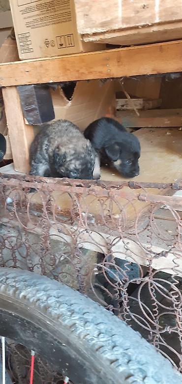 İtlər: Alman çoban iti, 1 ay — 19