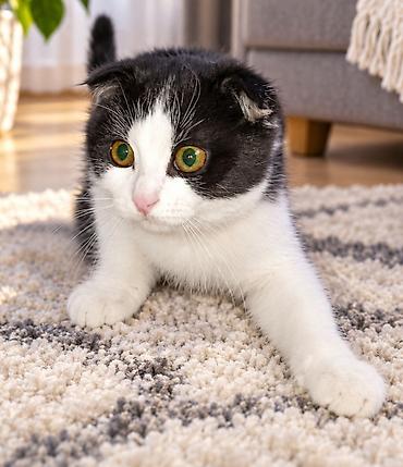 Продажа кошек: Порода:полукровка шотландская вислоухая (Scottish Fold), окрас — 3