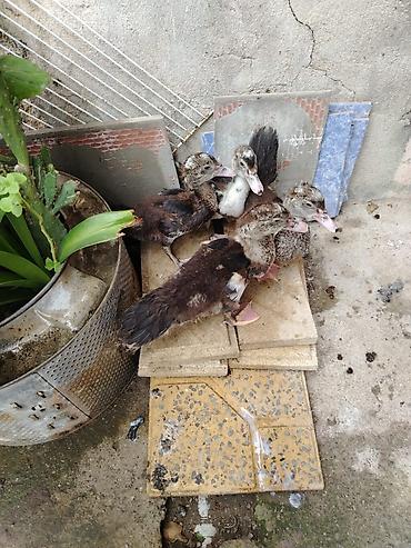 ev qus: Lal ördek balası sort ördek.2 aylıqdı et yıgan ördek Muscovy/hind — 2