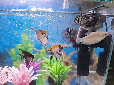 akvarium qiymetleri: 2 Akvarium Baliqlar hamsi birlikde 100 Manata satilir 051 920 19 91 — 3
