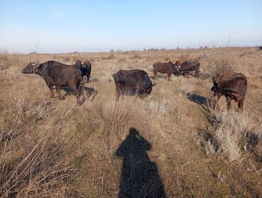 Camış: Məhsul: Su camışı sürüsü boğaz çatmışlar. 9 heyvan 6 ana camis . 3 — 6