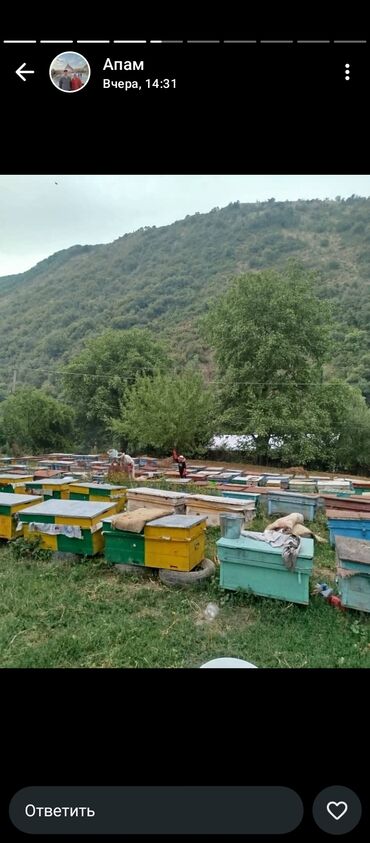 доместос цена бишкек: Озгон донуз тоонунун асалы оптом 350сомдон кгЭгер аз 10 20кг алсанар