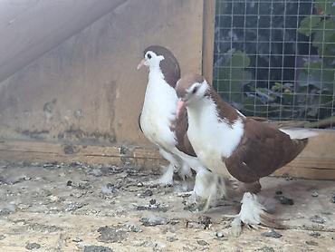 goyercin bazari: 1 cut qirmizi delfin — 1