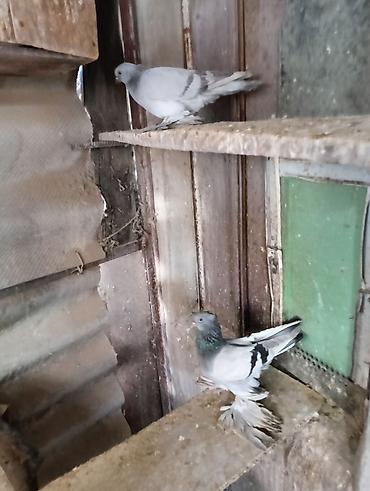 Птицы: Продаю молодых голубей 1 шт стоит пятьсот сом окончательно родители — 2