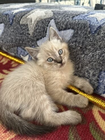 британская черепаховая кошка: Кошка даром: Гималайская, 1 месяц, Мальчик, Приучена к лотку