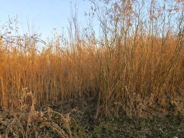 Декоративные деревья: Саженцы деревьев: Туи — 5