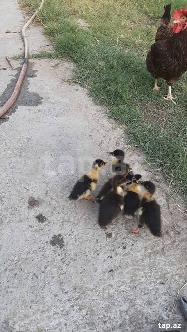Lal ördək balası, 1 aylıq. 5 manat. 6 ədəd var. əlavə 1 erkək, 3 dişi
