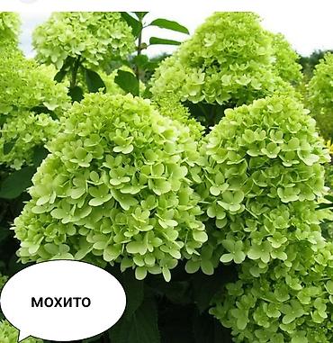Гортензия: Метельчатая гортензия для сада - Крупные конусовидные соцветия 20–35 — 7