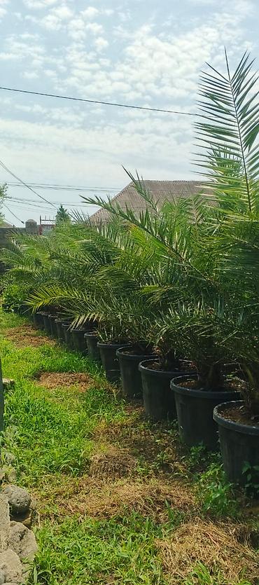 xurma: Xurma xurması (Phoenix dactylifera) – dekorativ xurma palmaları - — 2