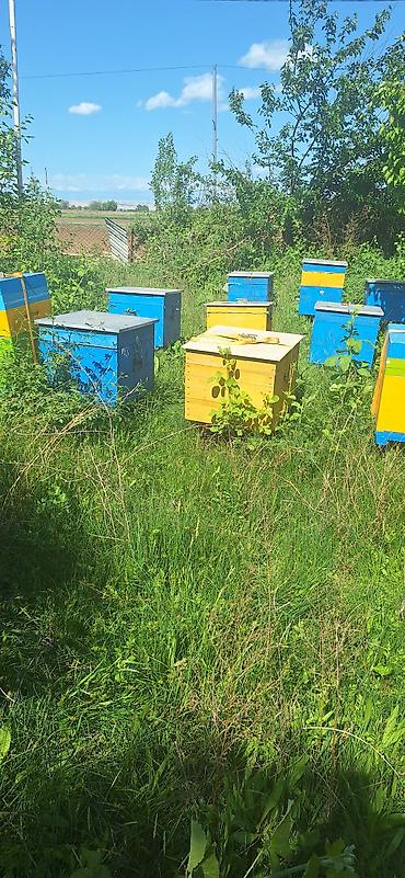 karpat ana arı: Arıxana üçün taxta arı pətəkləri (ulya) Məhsul təsviri: - — 2