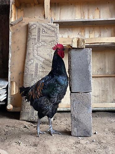 Куры, петухи: Продаю | Петух | Для разведения at lalafo.kg — 2 Куры, петухи: Продаю | Петух | Для разведения — 2