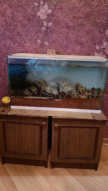 100 l akvarium: Akvaryum komplekti en 60.uzun 40. dərinlik 30 isdeyen olsa endirim — 3