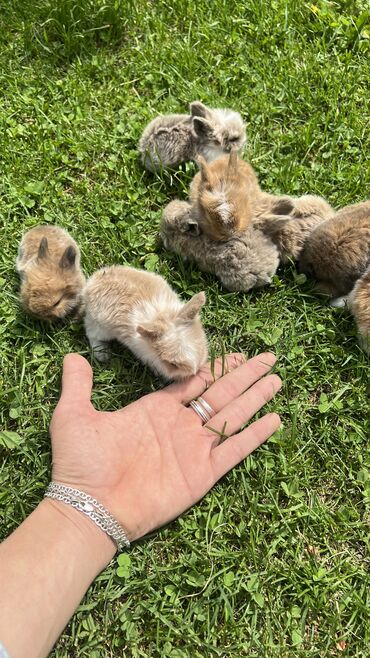 карликовые кролики: Продаю цена 1500 сом за штуку декоративных карликовых кроликов Не