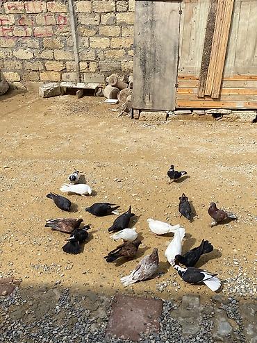 xudat heyvan satışı: 16 dene heyvandı ususu olanda var saglam heyvanlardı tek tek satılmır — 1