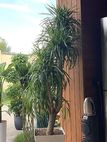 сансевиерия: Драцена деремская (Dracaena deremensis), крупное комнатное дерево в — 1
