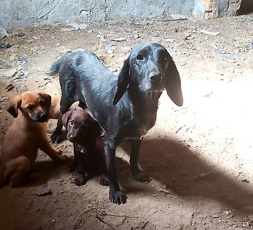 golden retriver it: Dişi, Peyvəndli — 2