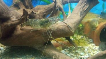 круглосуточный зоомагазин бишкек: Продаю креветку