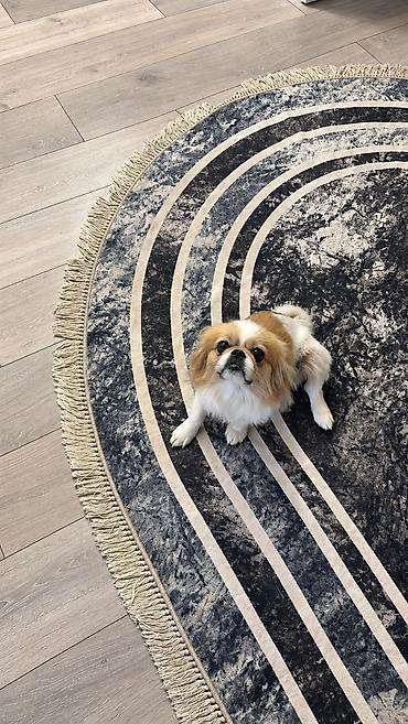 itlər pekines: Pekines, 7 ay, Dişi, Peyvəndli, Pulsuz çatdırılma — 3