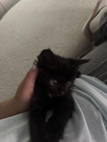 котик 1 месяц: Кошка даром: Беспородная, 2 месяца, Мальчик — 1
