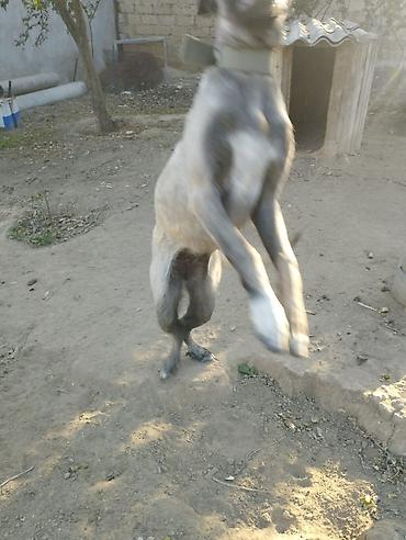 kangal satilik: Kanqal, 9 ay, Dişi — 7