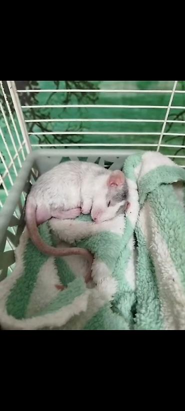 Крысы: Милота крысы Дамбо .Питомник Rat hause Love . ручные ласковые. лысые и — 3
