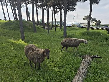 Landşaft işləri: Qoyun və Keçi Otarma Xidməti - Yaşıllıq sahələrinin, sənaye və — 15