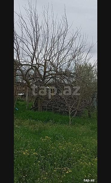 bilgeh ev satilir: Kənd təsərrüfatı, Makler, Kupça (Çıxarış) — 2