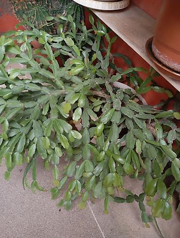 kaktüs: Məhsul: Schlumbergera (Dekabr kaktusu, Ziqokaktus) – asılan — 1