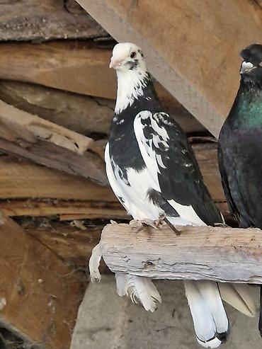 Другие с/х животные: Порода: СРОЧНО МОГУ ПРОДАТЬ ОПТОМ ЦЕНОЙ НЕ ОБИДЕМ декоративные голуби — 6