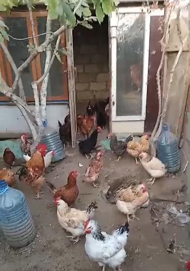gence quşlar: Məhsul: Ev şəraitində saxlanılan toyuqlar yumurtaliq, 250 başdır — 1
