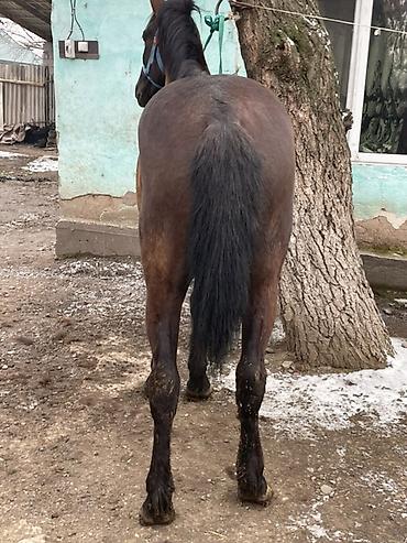 Лошади, кони: Продаю | Конь (самец) | Полукровка — 12