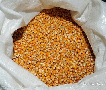 хаггис элит софт 4 цена бишкек: Продаю кукурузу в МЕШКАХ !!! сорт пионер