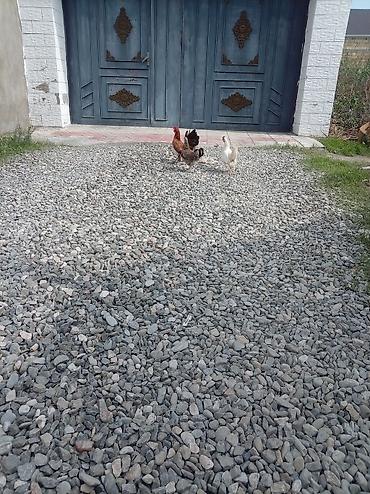 at satışları: Toyuq, Damazlıq — 2
