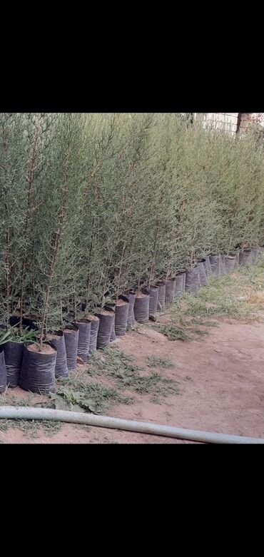 şam agacı v Azərbaycan | Yeni il ağacları: Şam ağacları