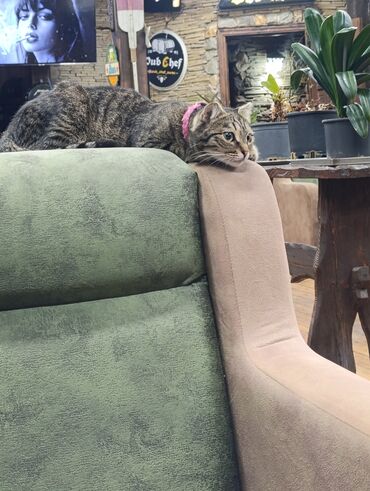 кресло качалка купить в баку: Кресло, Велюровая ткань at lalafo.az кресло качалка купить в баку: Кресло, Велюровая ткань