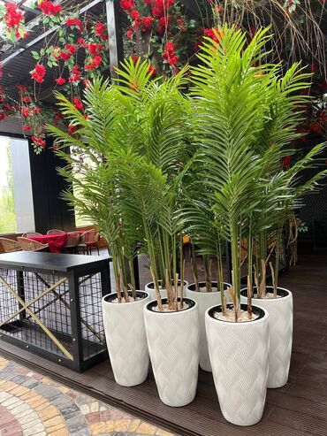 Декоративные цветы: Искусственные деревья и цветы — долговечный и стильный декор без at lalafo.kg — 27 Декоративные цветы: Искусственные деревья и цветы — долговечный и стильный декор без — 27