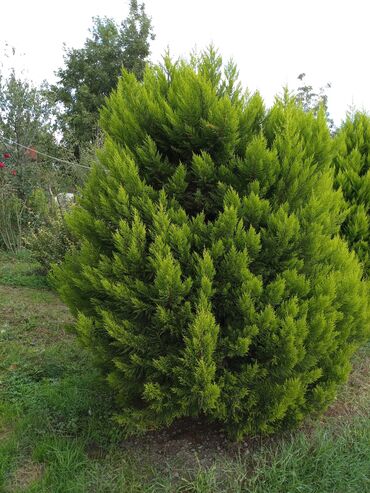 Buket güllər: Dekorativ Limon Rəngli Tuya Ağacı 5 ədəd qalıb. Şəkildə göründüyü kimi